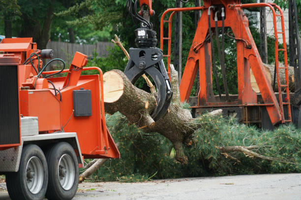 Best Tree Trimming and Pruning  in Palmyra, NJ