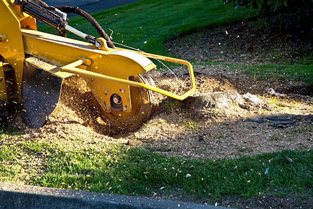 Best Lot and Land Clearing  in Palmyra, NJ