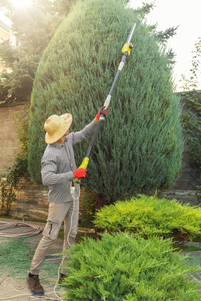 Best Palm Tree Trimming  in Palmyra, NJ