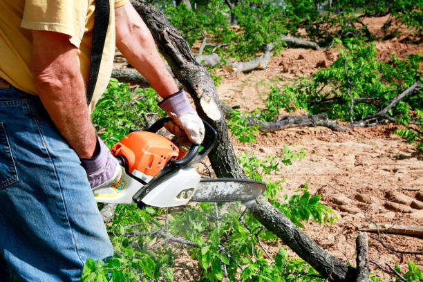 Best Lawn Watering Services  in Palmyra, NJ